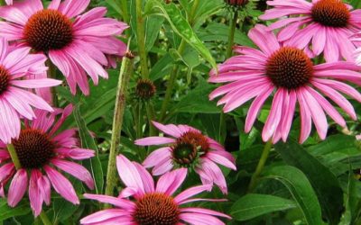 ECHINACEA: Immunostimolante naturale