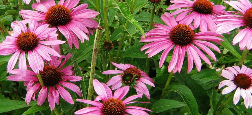 ECHINACEA: Immunostimolante naturale